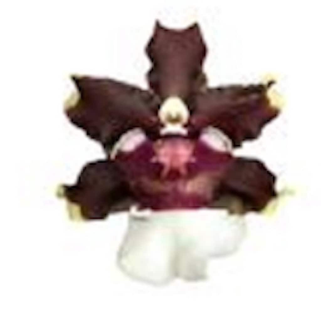 slide 2 of 5, Gubler Mixed Exotic House plant in 1.25 Inch(es) Pot 1 -Pack, 1 ct