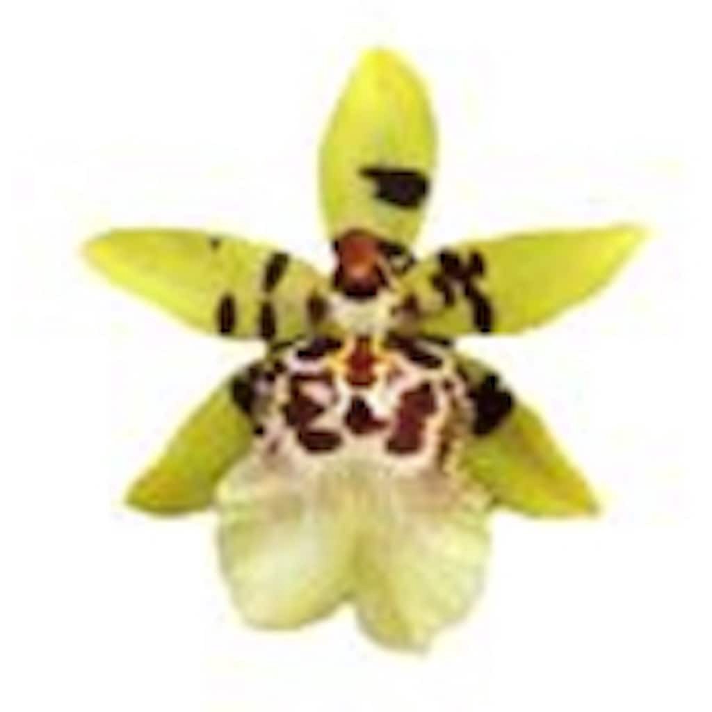 slide 3 of 5, Gubler Mixed Exotic House plant in 1.25 Inch(es) Pot 1 -Pack, 1 ct