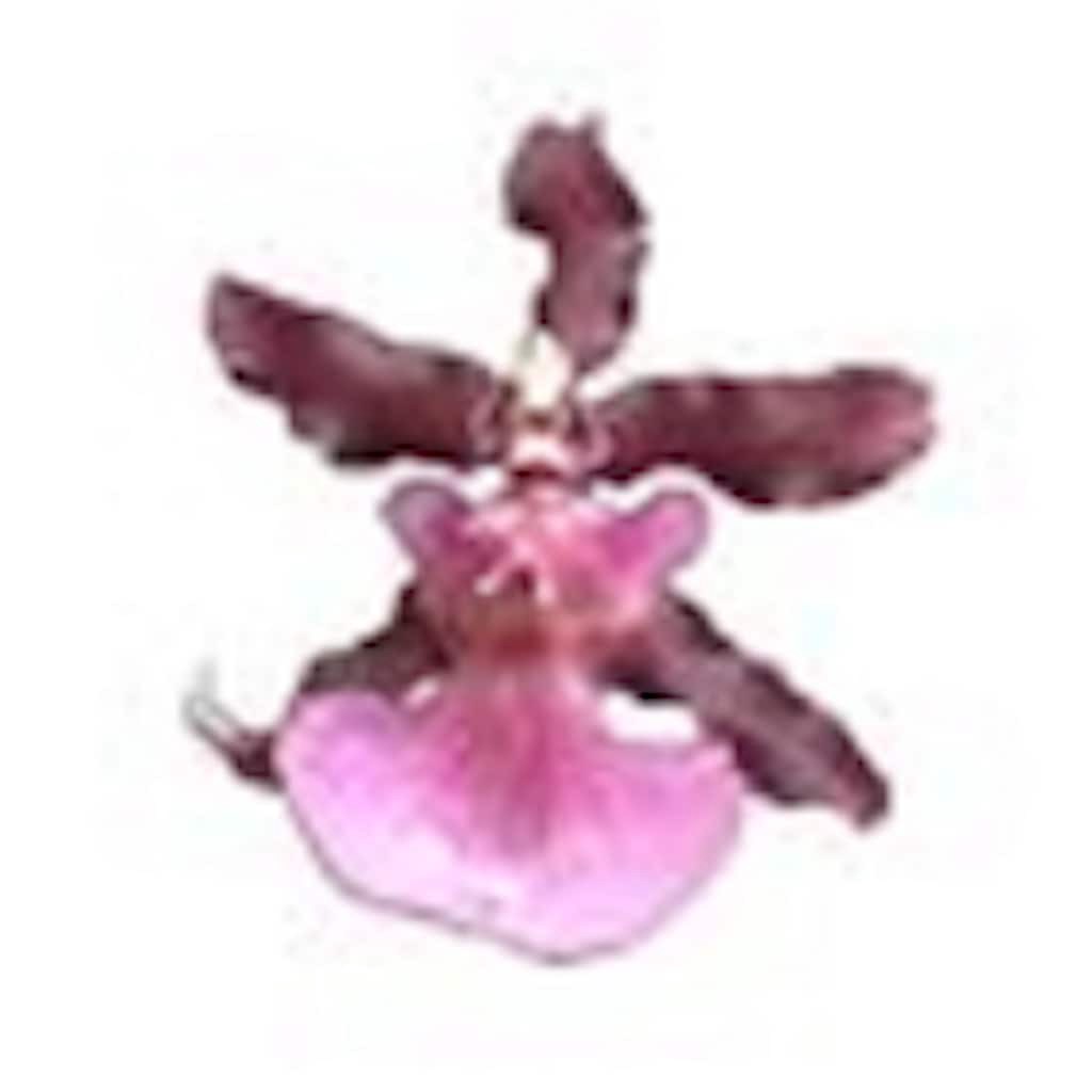 slide 4 of 5, Gubler Mixed Exotic House plant in 1.25 Inch(es) Pot 1 -Pack, 1 ct