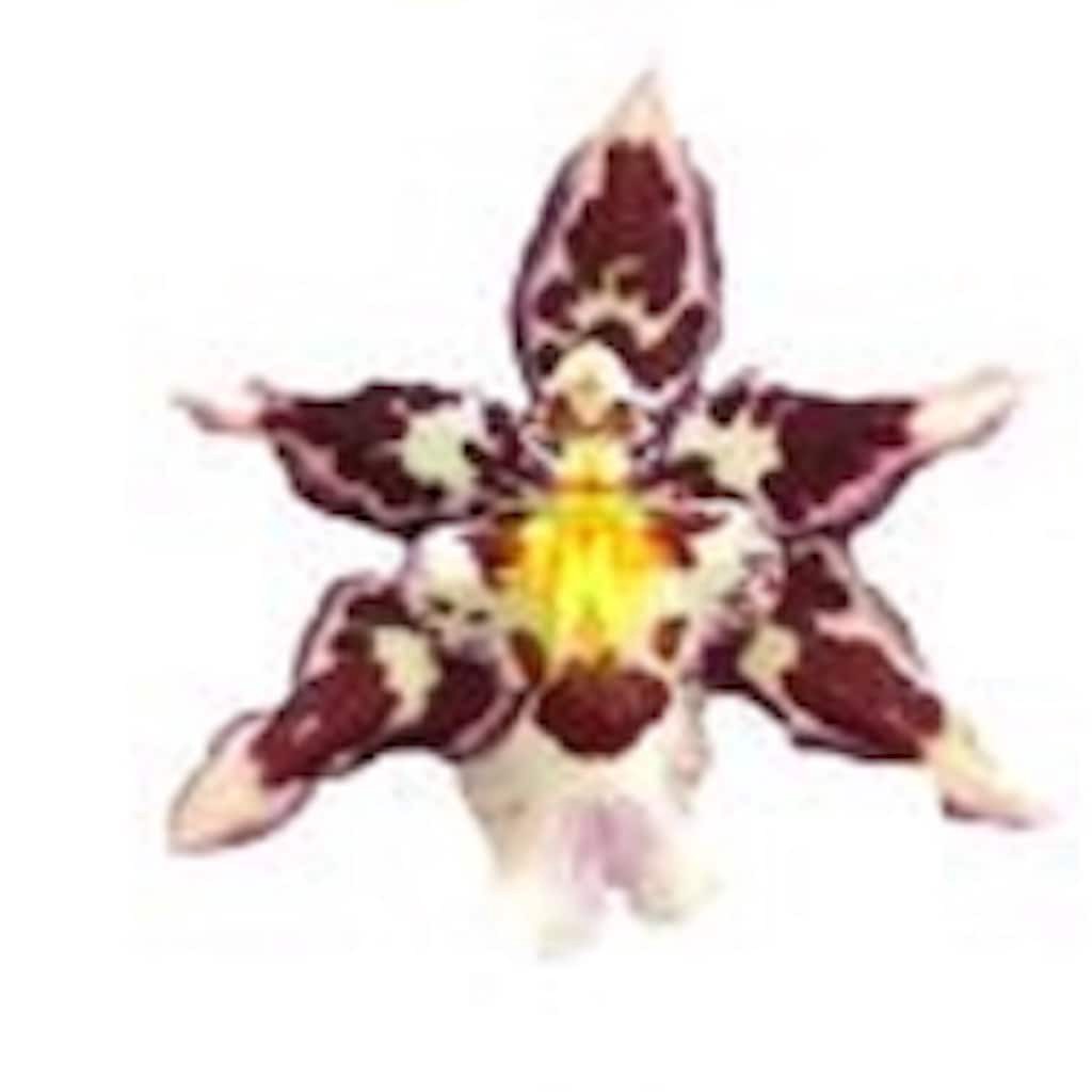 slide 5 of 5, Gubler Mixed Exotic House plant in 1.25 Inch(es) Pot 1 -Pack, 1 ct