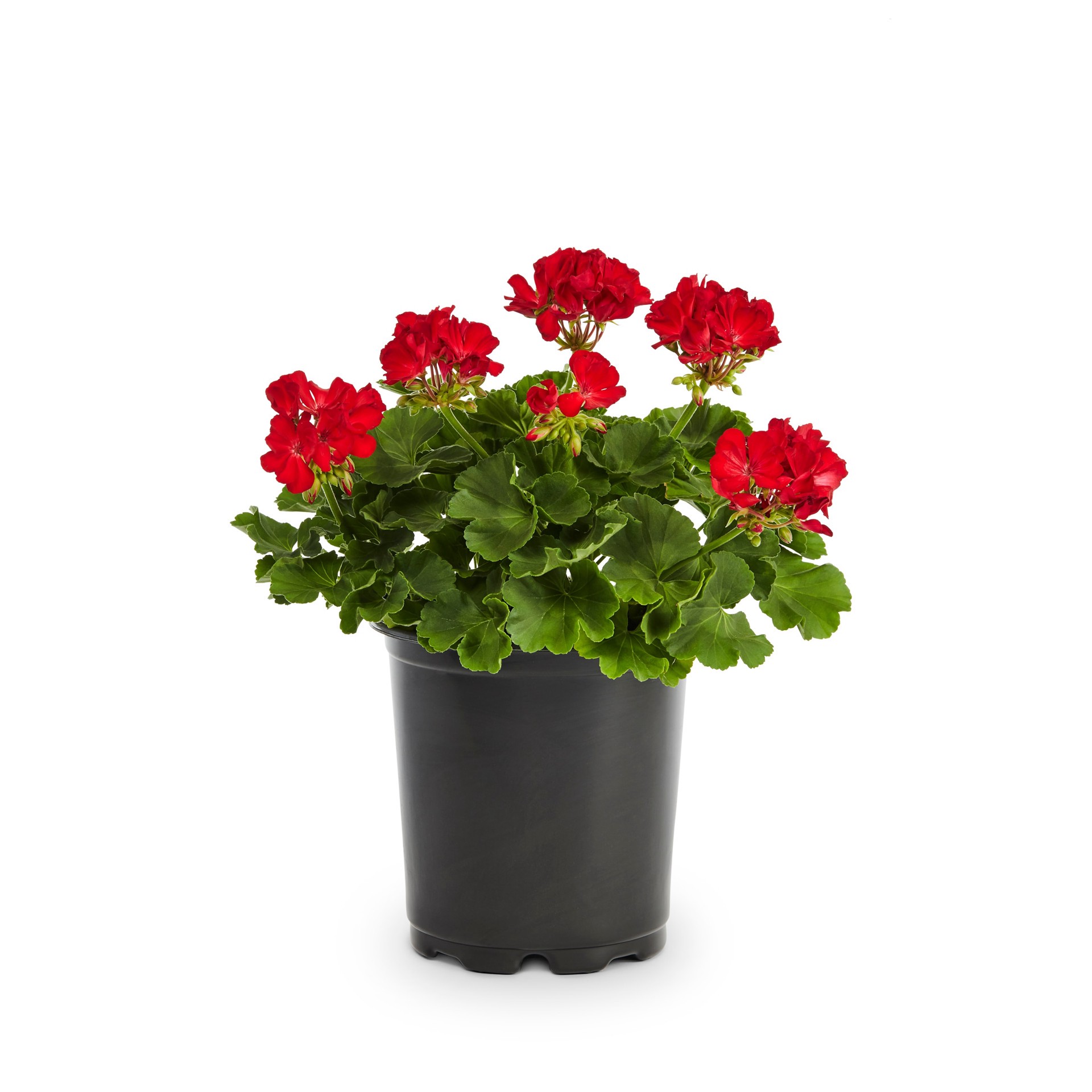 slide 3 of 6, Lowe's Multicolor Geranium in 2.5 Quart(s) Pot, 1 ct