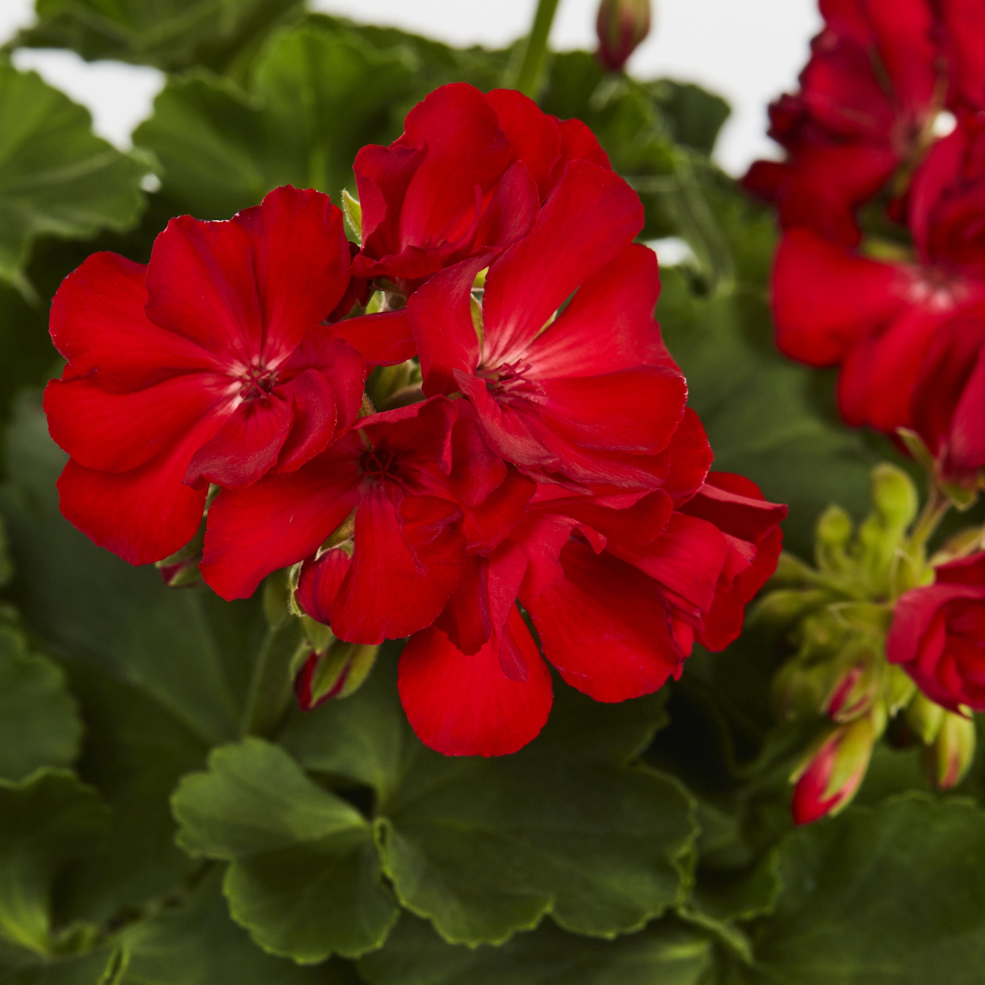 slide 4 of 6, Lowe's Multicolor Geranium in 2.5 Quart(s) Pot, 1 ct
