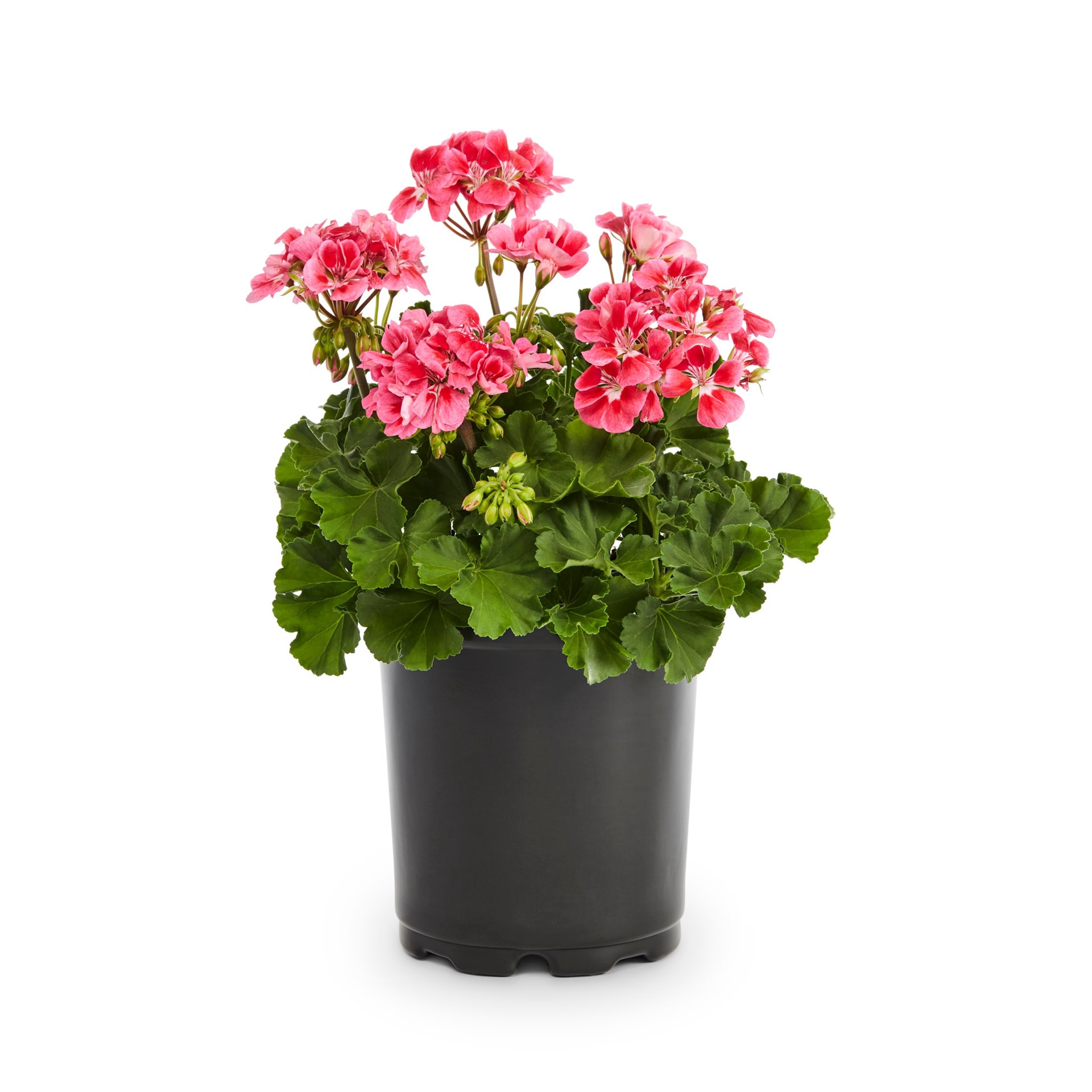 slide 5 of 6, Lowe's Multicolor Geranium in 2.5 Quart(s) Pot, 1 ct