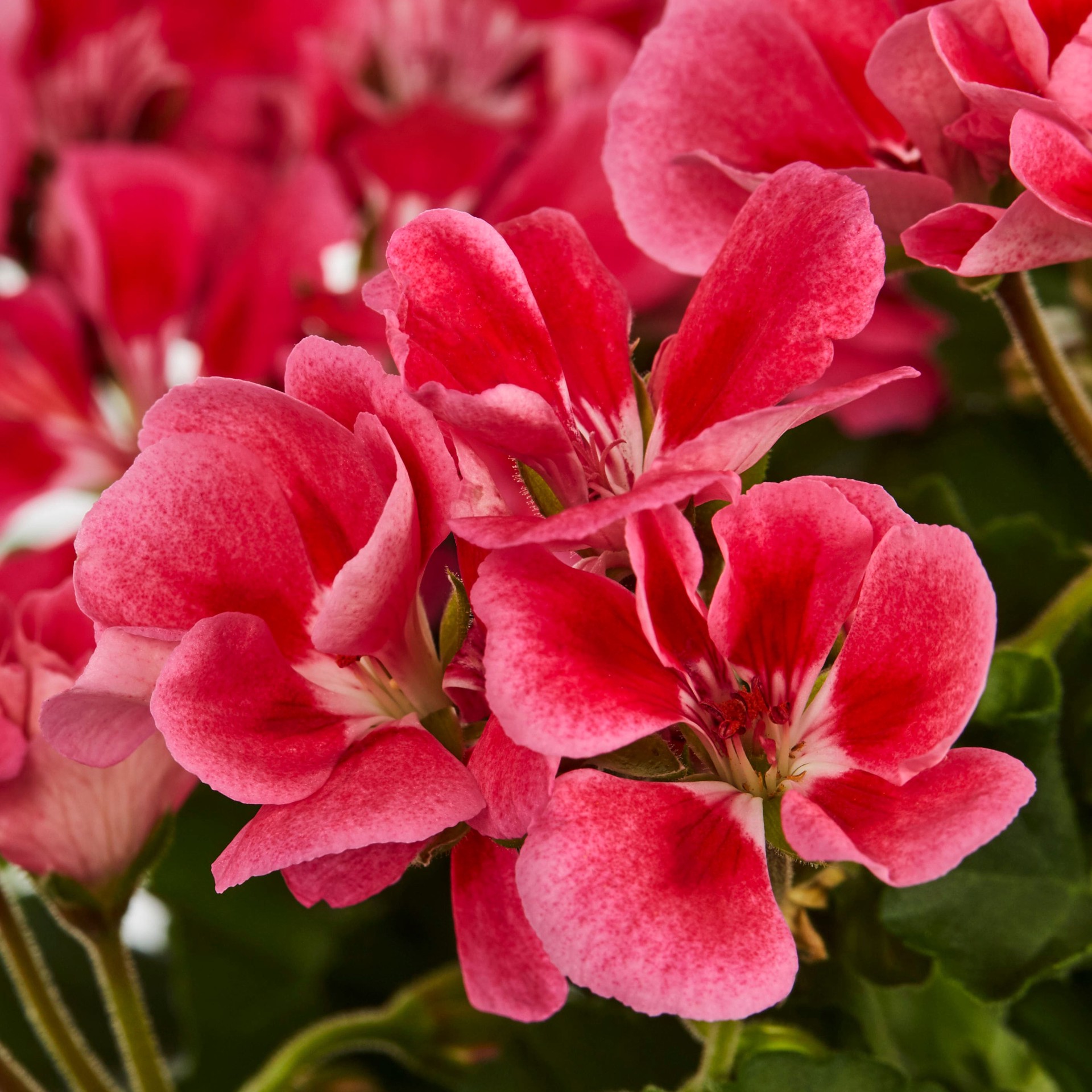slide 6 of 6, Lowe's Multicolor Geranium in 2.5 Quart(s) Pot, 1 ct