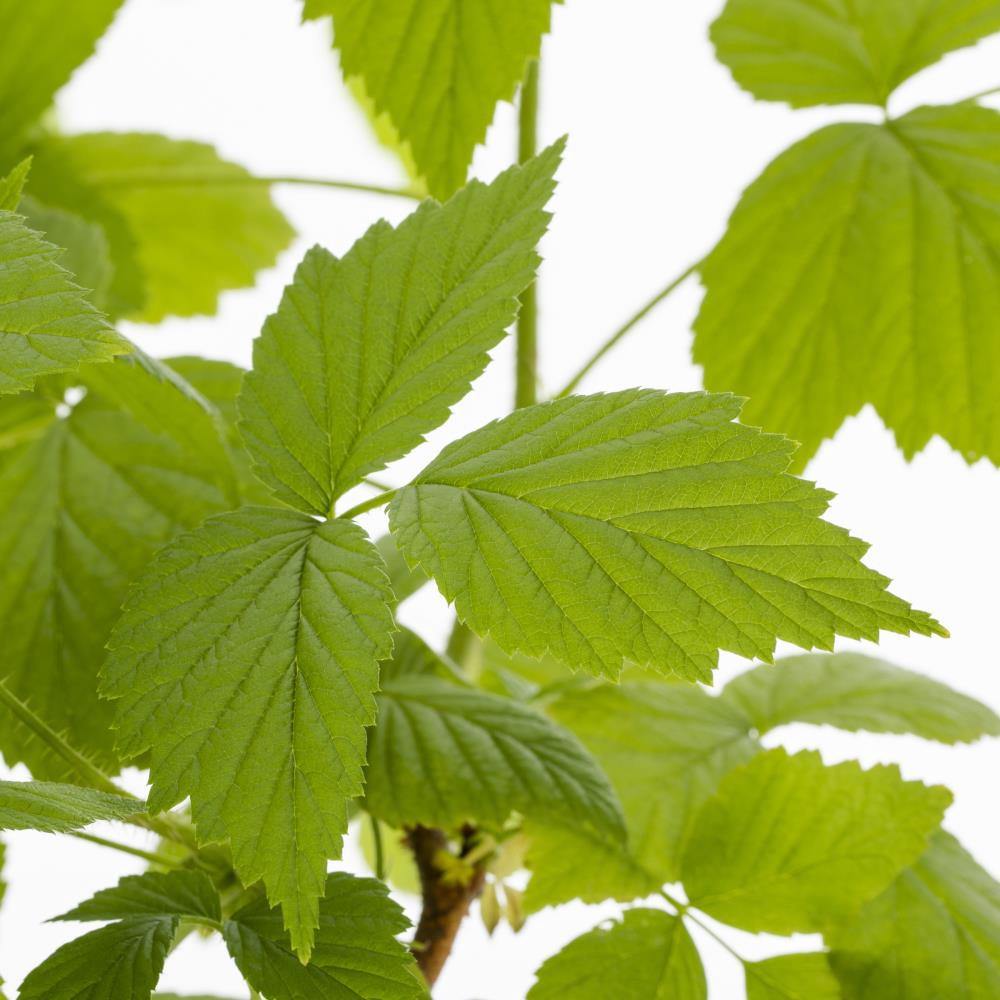 slide 2 of 2, Lowe's Upright Cherry Shrubs in 1-Gallon Pot - Attracts Butterflies, Pollinators, and Hummingbirds - Sweet and Juicy Fruit, 1 ct