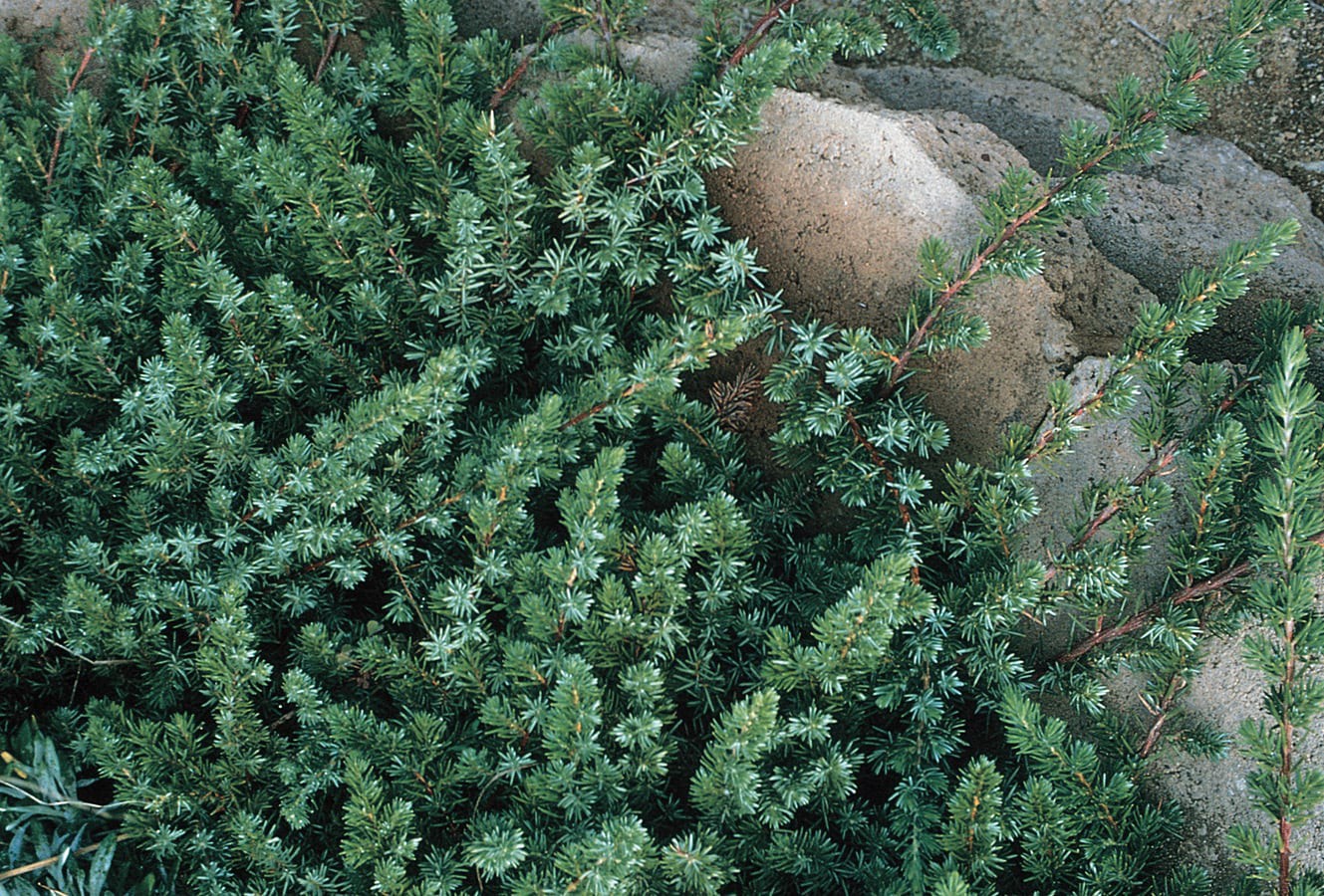 slide 2 of 2, Lowe's Blue Pacific Shore Juniper Accent Shrub in 2.5-Quart Pot, 1 ct