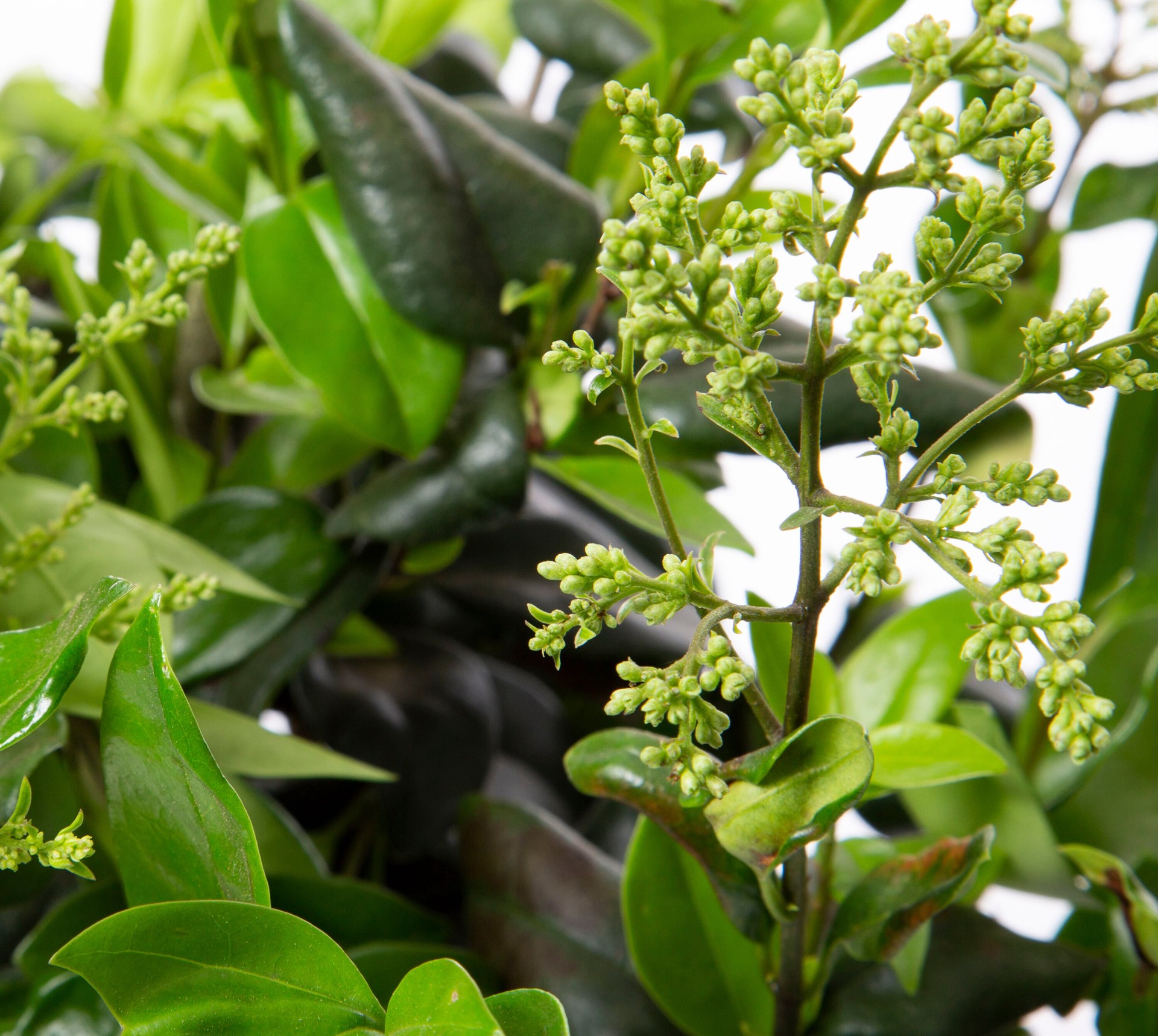 slide 2 of 2, Lowe's Ligustrum Privet South Foundation/Hedge Shrub in 2.5 -Quart Pot 1.0 -Pack with White Blooms, 1 ct