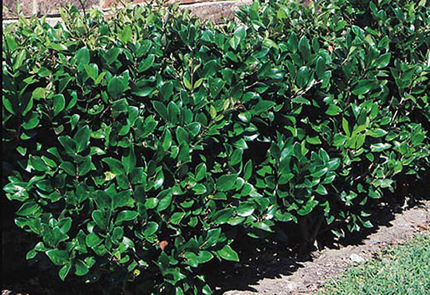 slide 1 of 2, Lowe's Ligustrum Privet South Foundation/Hedge Shrub in 2.5 -Quart Pot 1.0 -Pack with White Blooms, 1 ct