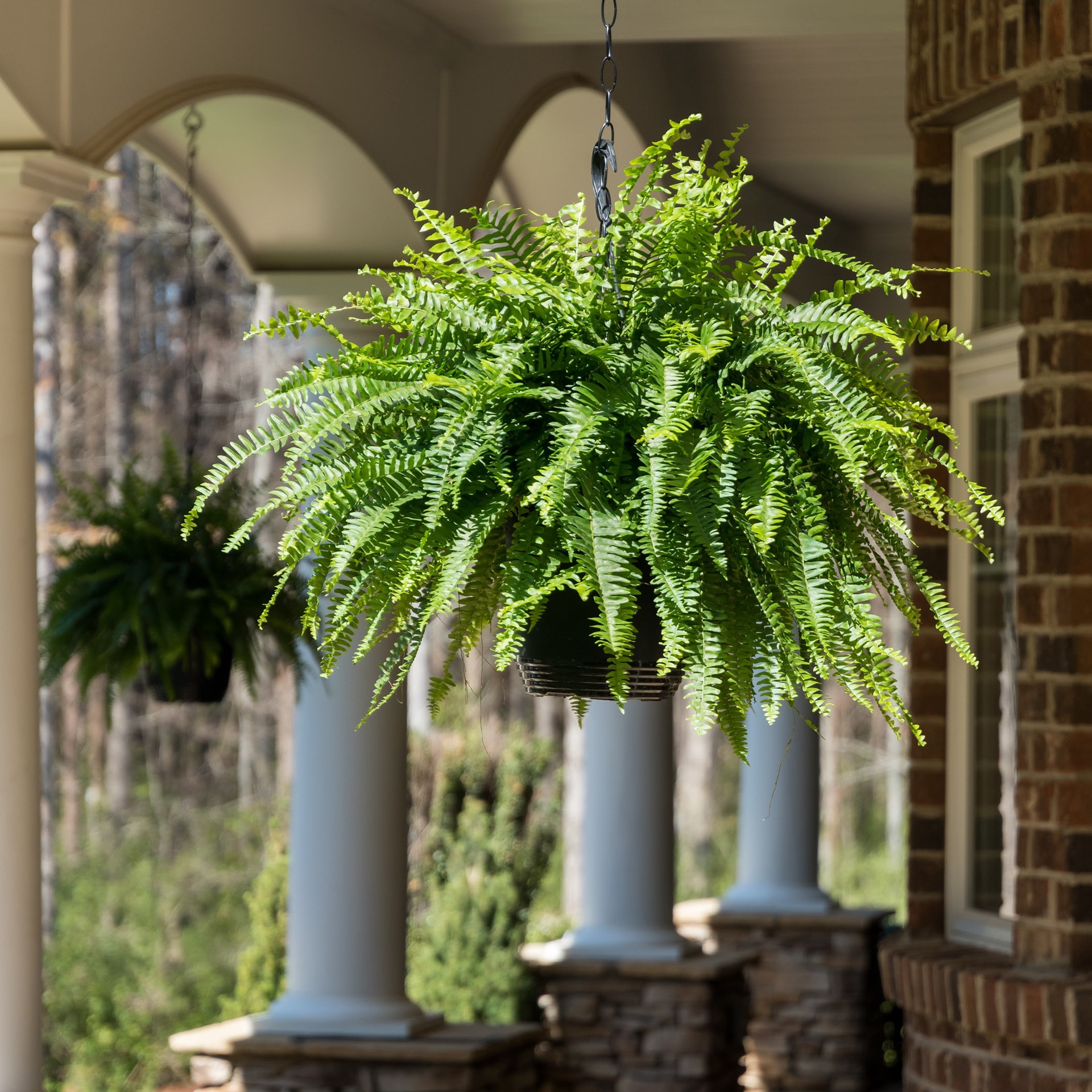 slide 4 of 6, Lowe's Multicolor Boston Fern in 1.5-Gallons Magnets, 1 ct