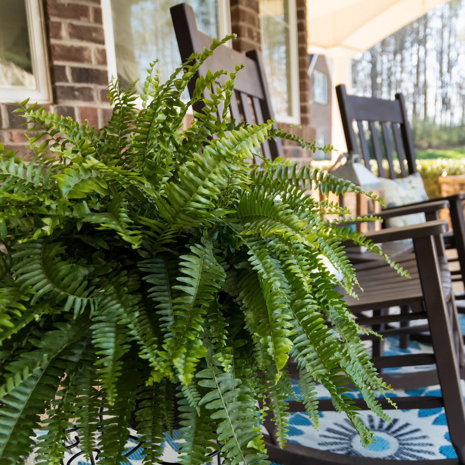 slide 2 of 6, Lowe's Multicolor Boston Fern in 1.5-Gallons Magnets, 1 ct