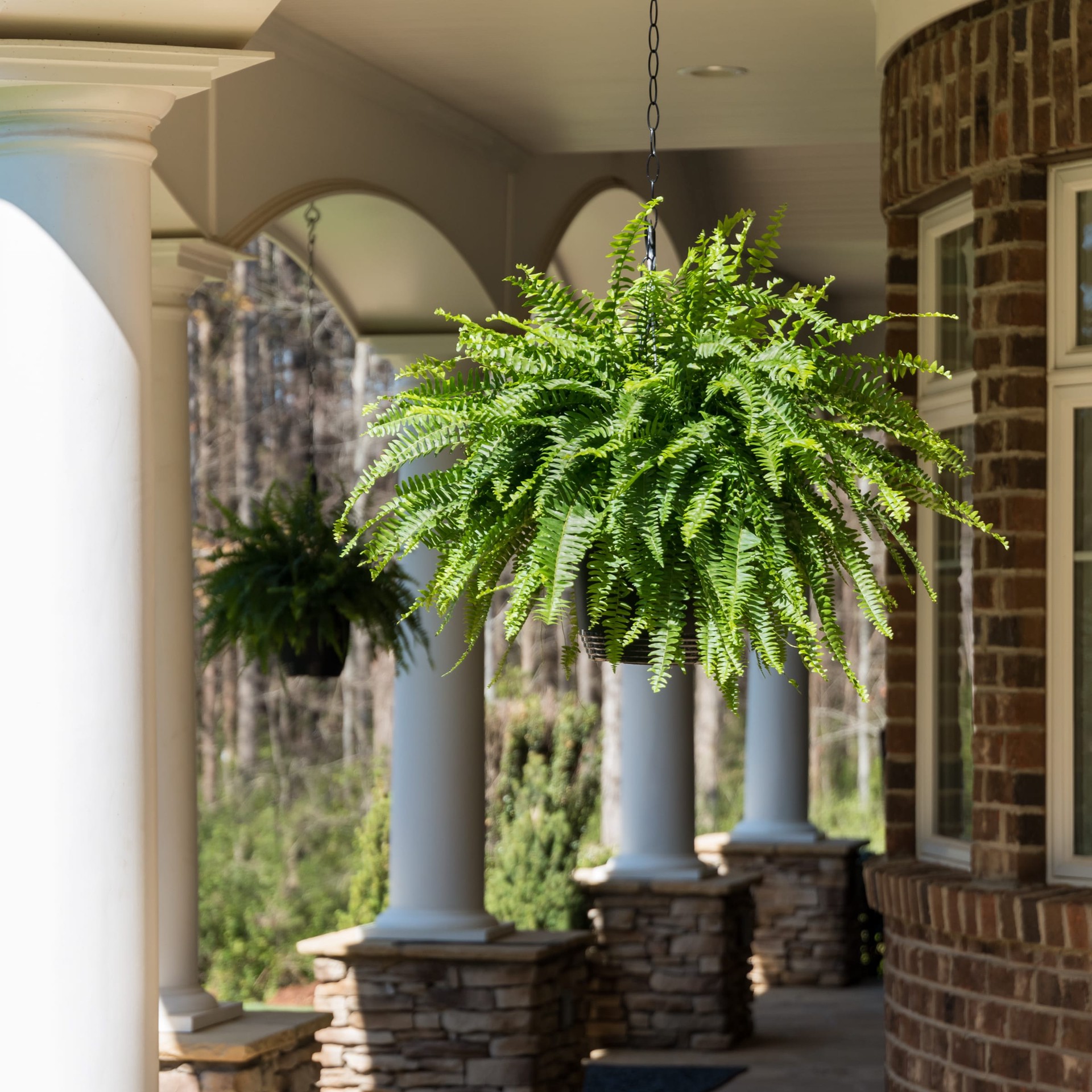 slide 6 of 6, Lowe's Multicolor Boston Fern in 1.5-Gallons Magnets, 1 ct