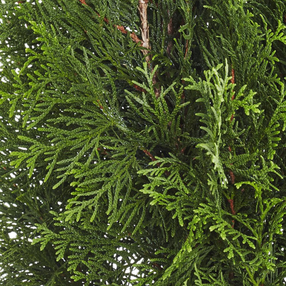 slide 2 of 2, Lowe's Emerald Green Arborvitae Screening Shrub in 2.25-Gallon (s) Pot, 1 ct