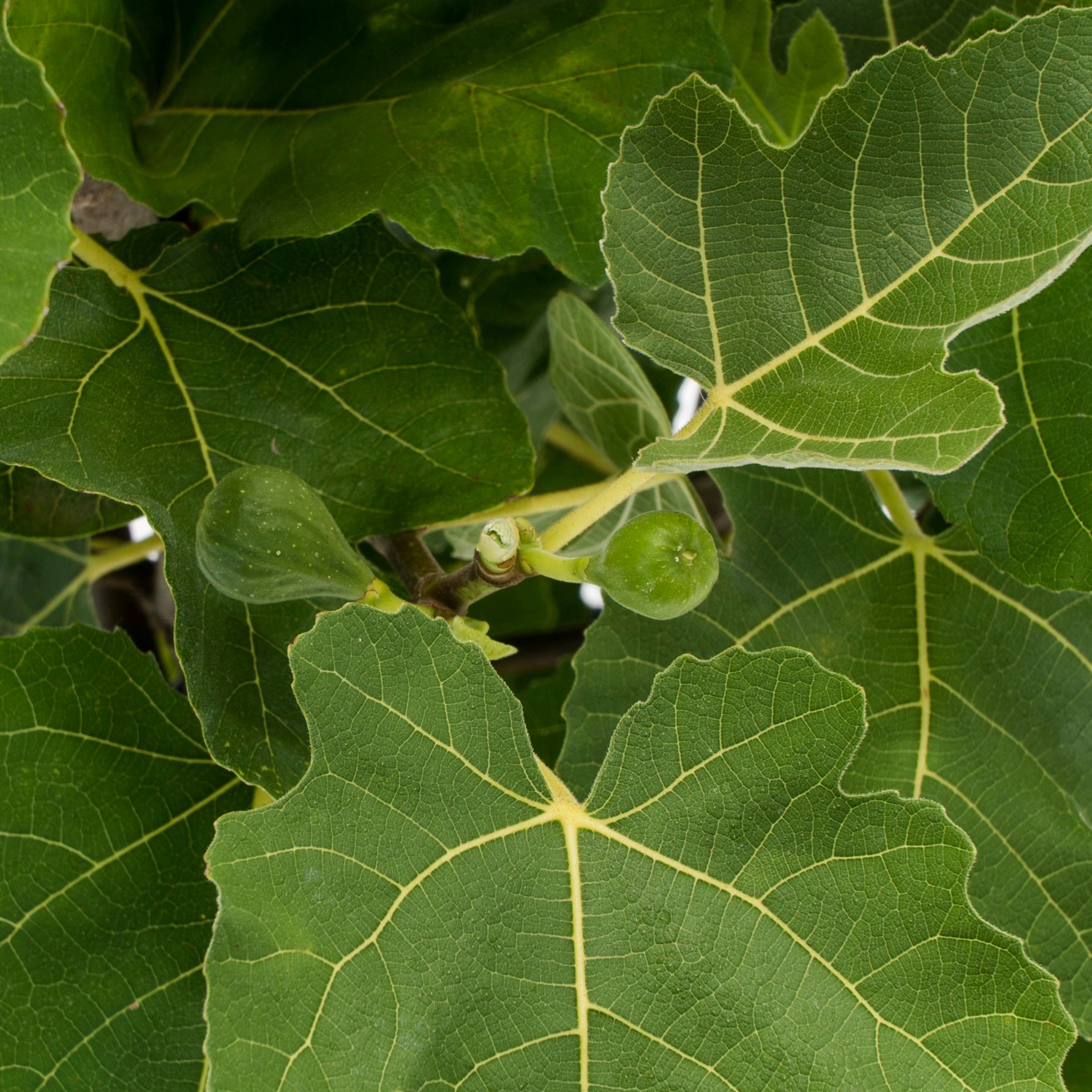 slide 2 of 2, Lowe's Fig Shrub, 1 ct