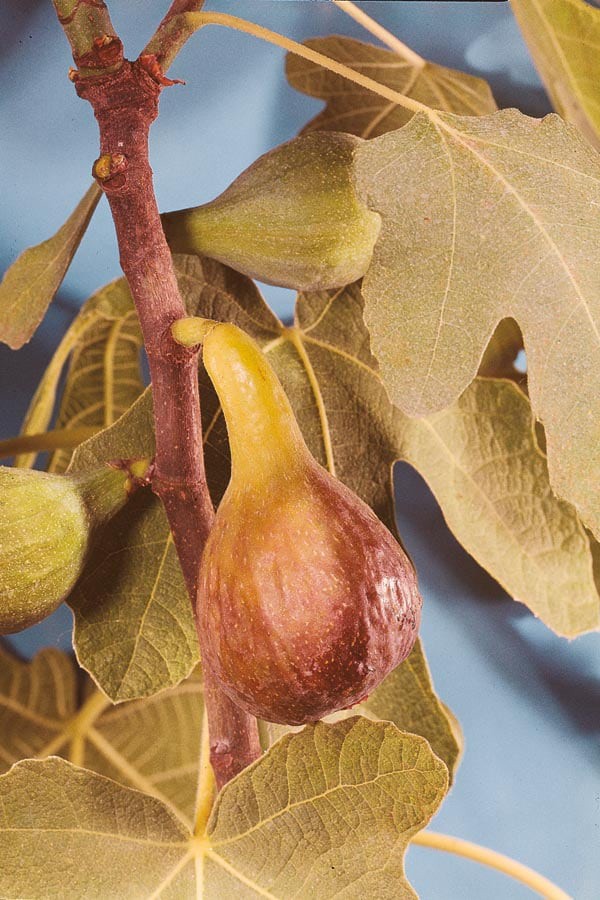 slide 1 of 2, Lowe's Fig Shrub, 1 ct