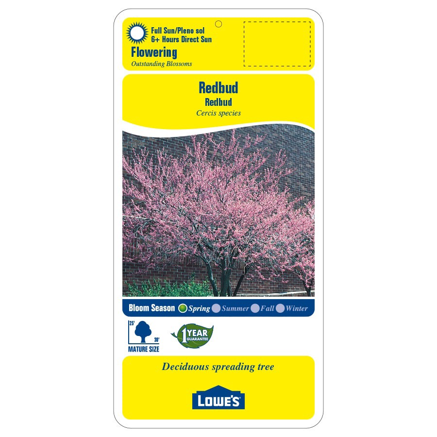 slide 2 of 3, Lowe's 3.25 -Gallon Pink Flowering Redbud In pot (with soil), 1 ct