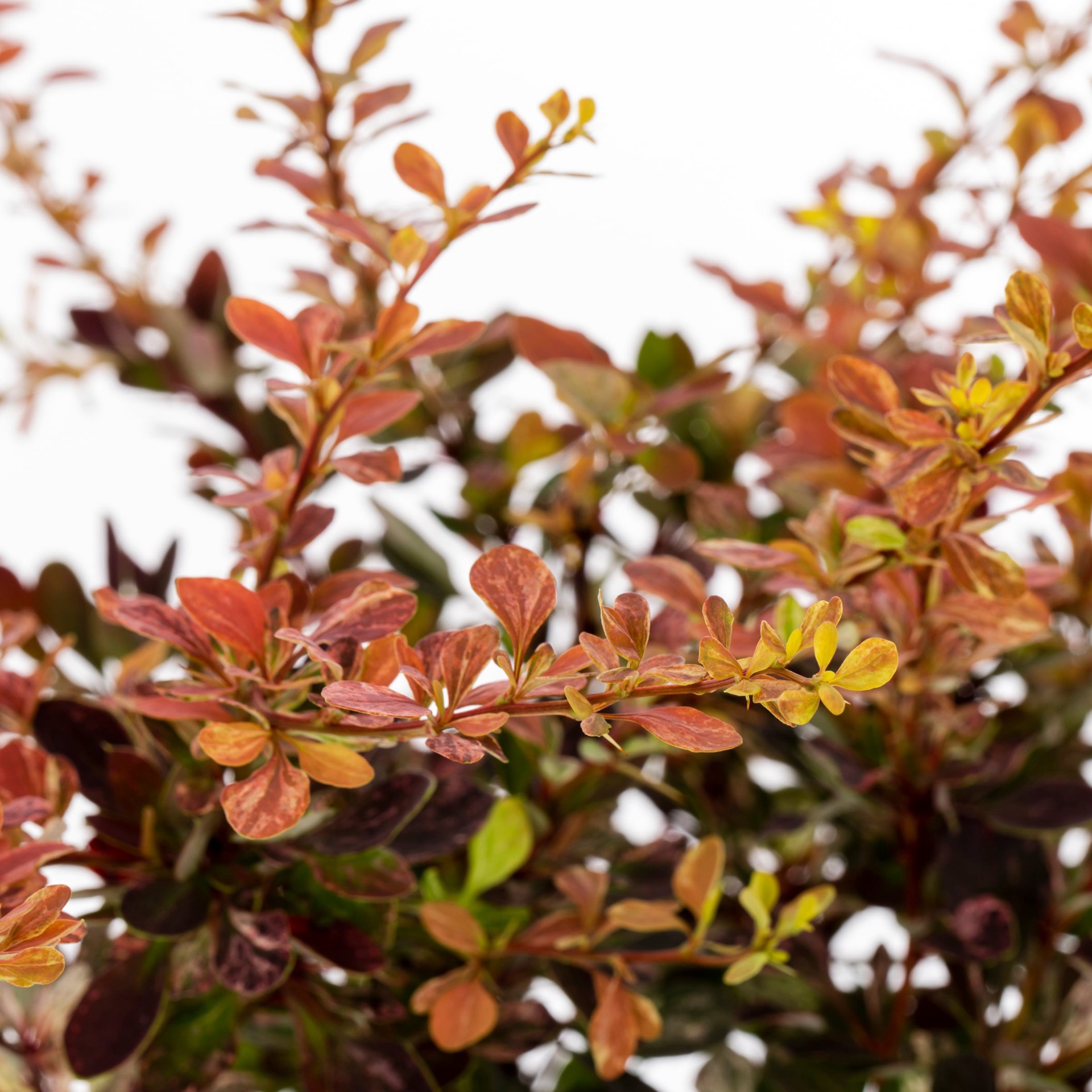 slide 2 of 2, Lowe's White Crimson Pygmy Barberry Accent Shrub in 2.5 -Quart Pot 1 -Pack with White Blooms, 1 ct