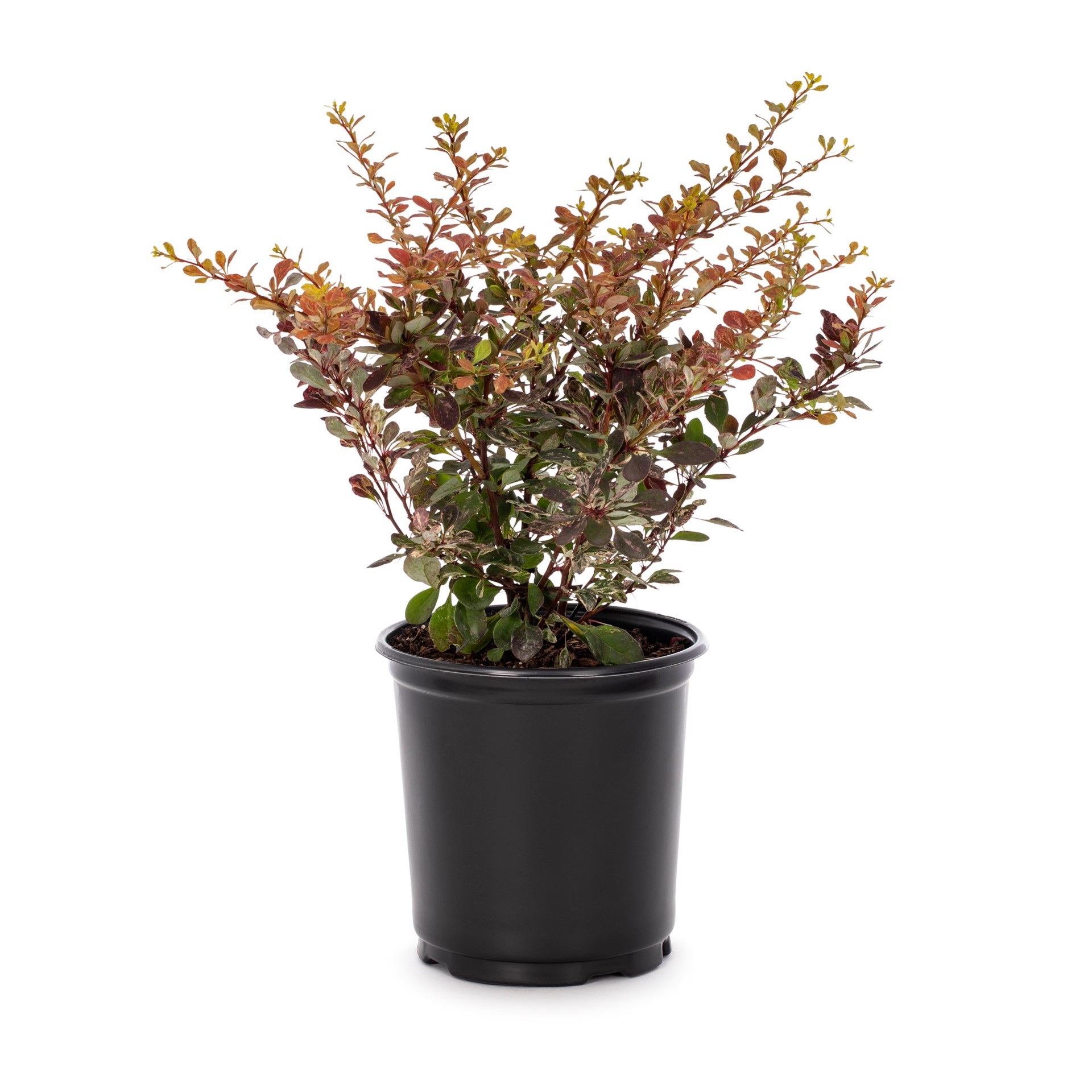 slide 1 of 2, Lowe's White Crimson Pygmy Barberry Accent Shrub in 2.5 -Quart Pot 1 -Pack with White Blooms, 1 ct
