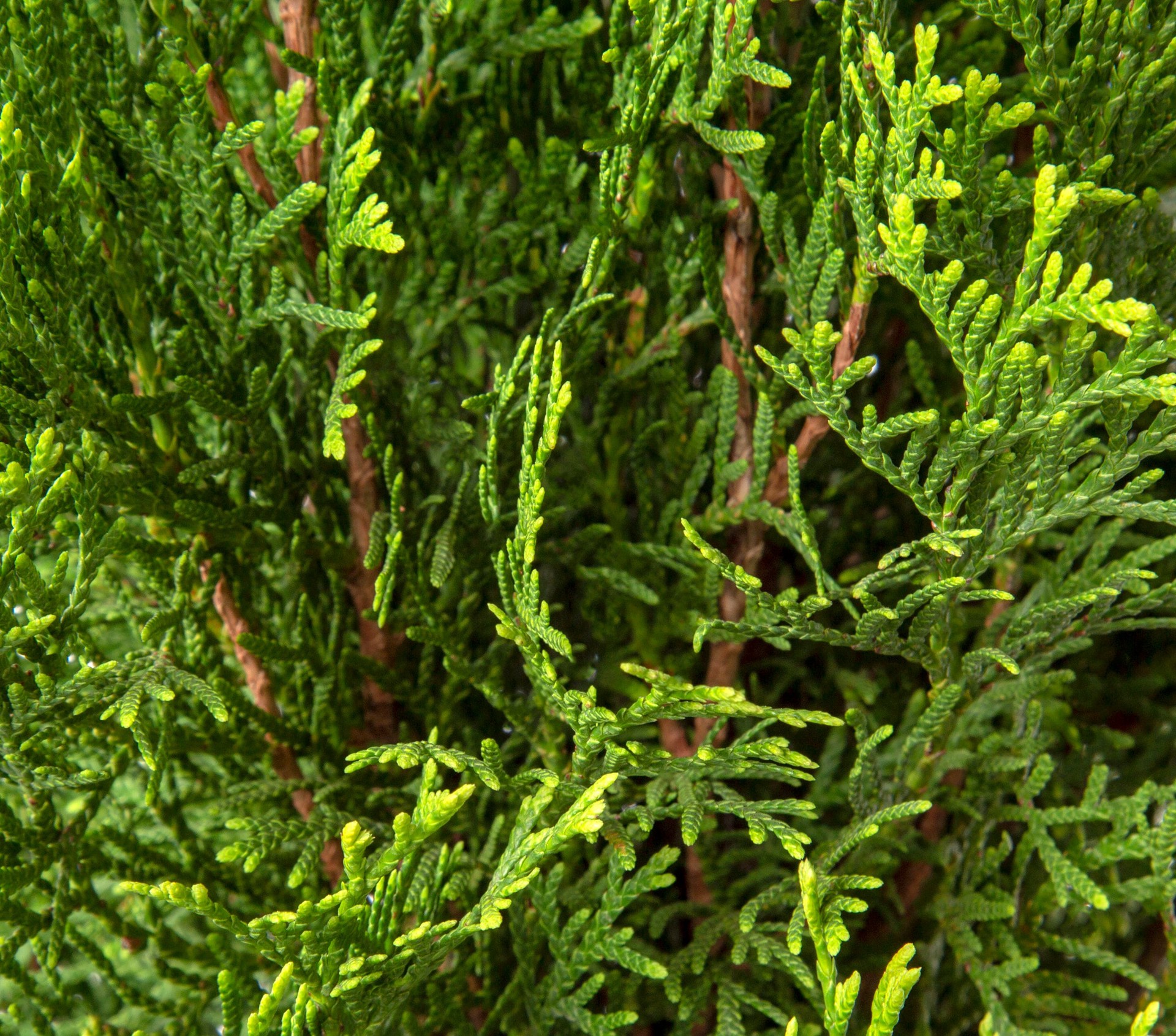 slide 2 of 2, Lowe's Emerald Green Arborvitae Screening Shrub in 1.5 -Gallon Pot 1.0 -Pack, 1 ct