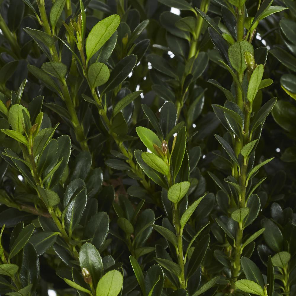 slide 2 of 2, Lowe's Japanese Holly Shrub in 2.25-Gallon (s), 1 ct