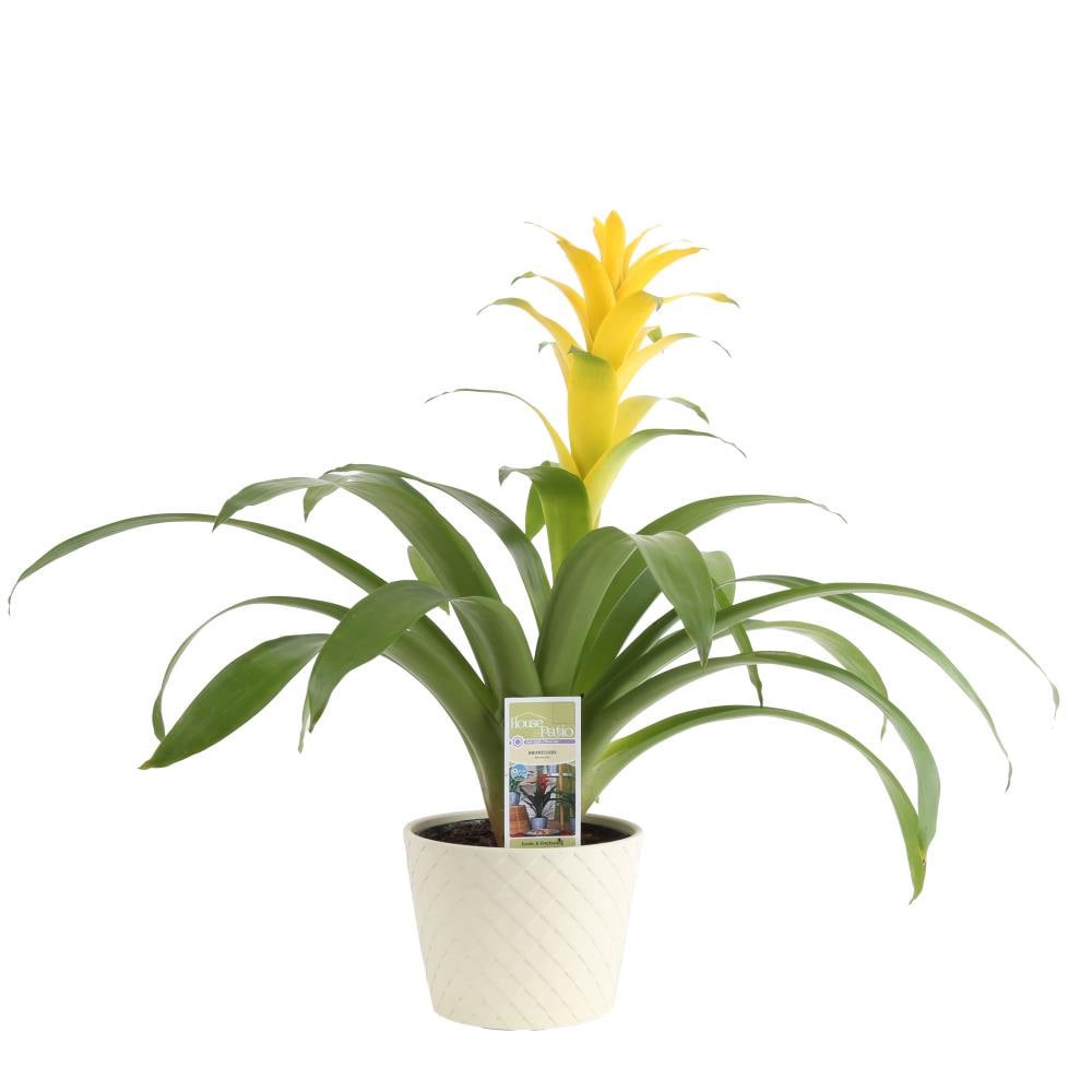 slide 2 of 2, Mixed Bromeliads House Plant in 1.75-Quart Pot, 1 ct