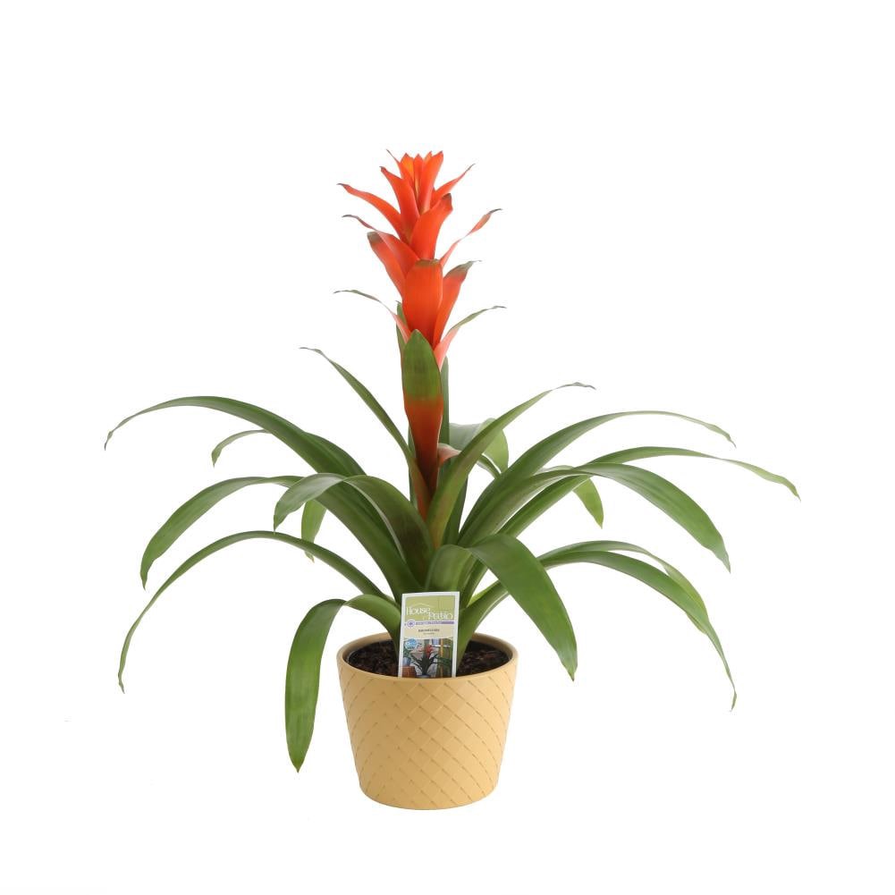 slide 1 of 2, Mixed Bromeliads House Plant in 1.75-Quart Pot, 1 ct