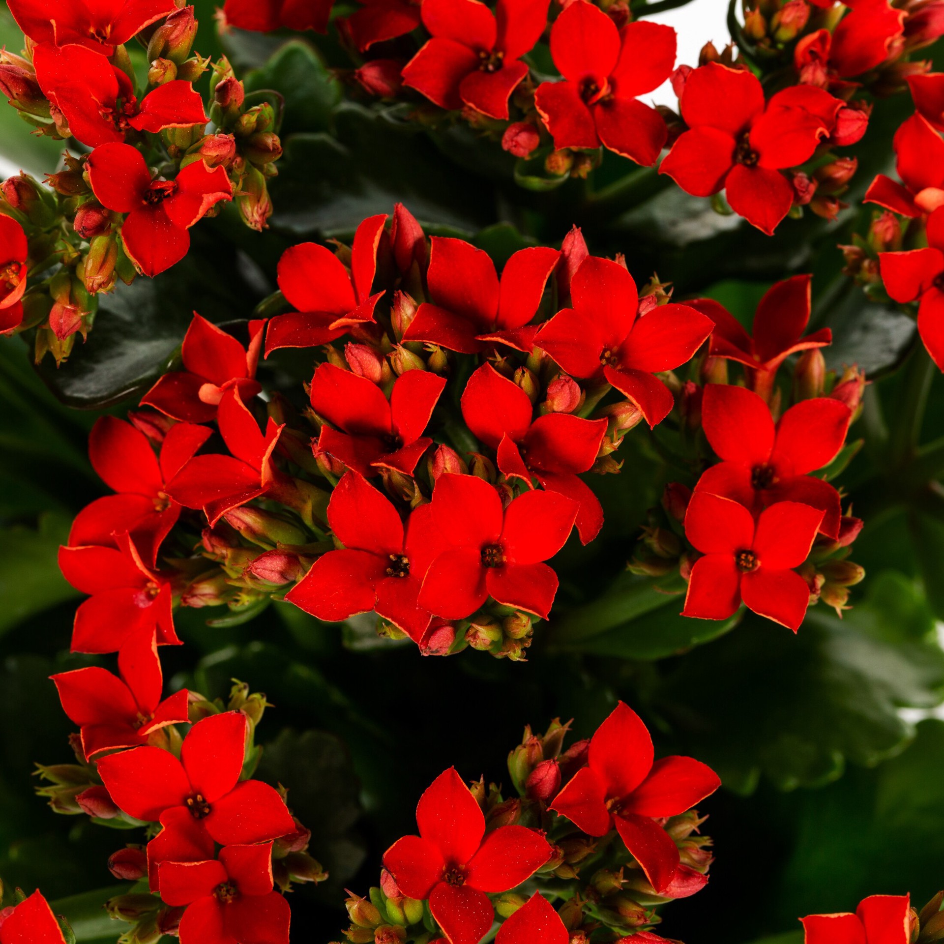 slide 2 of 3, Lowe's Multicolor Kalanchoe in 13-oz Pot, 1 ct