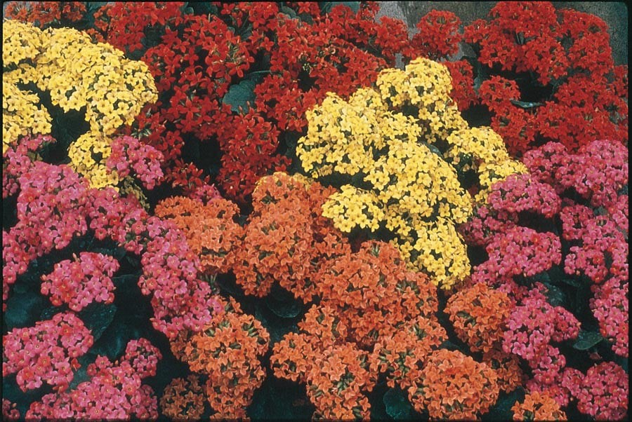 slide 3 of 3, Lowe's Multicolor Kalanchoe in 13-oz Pot, 1 ct