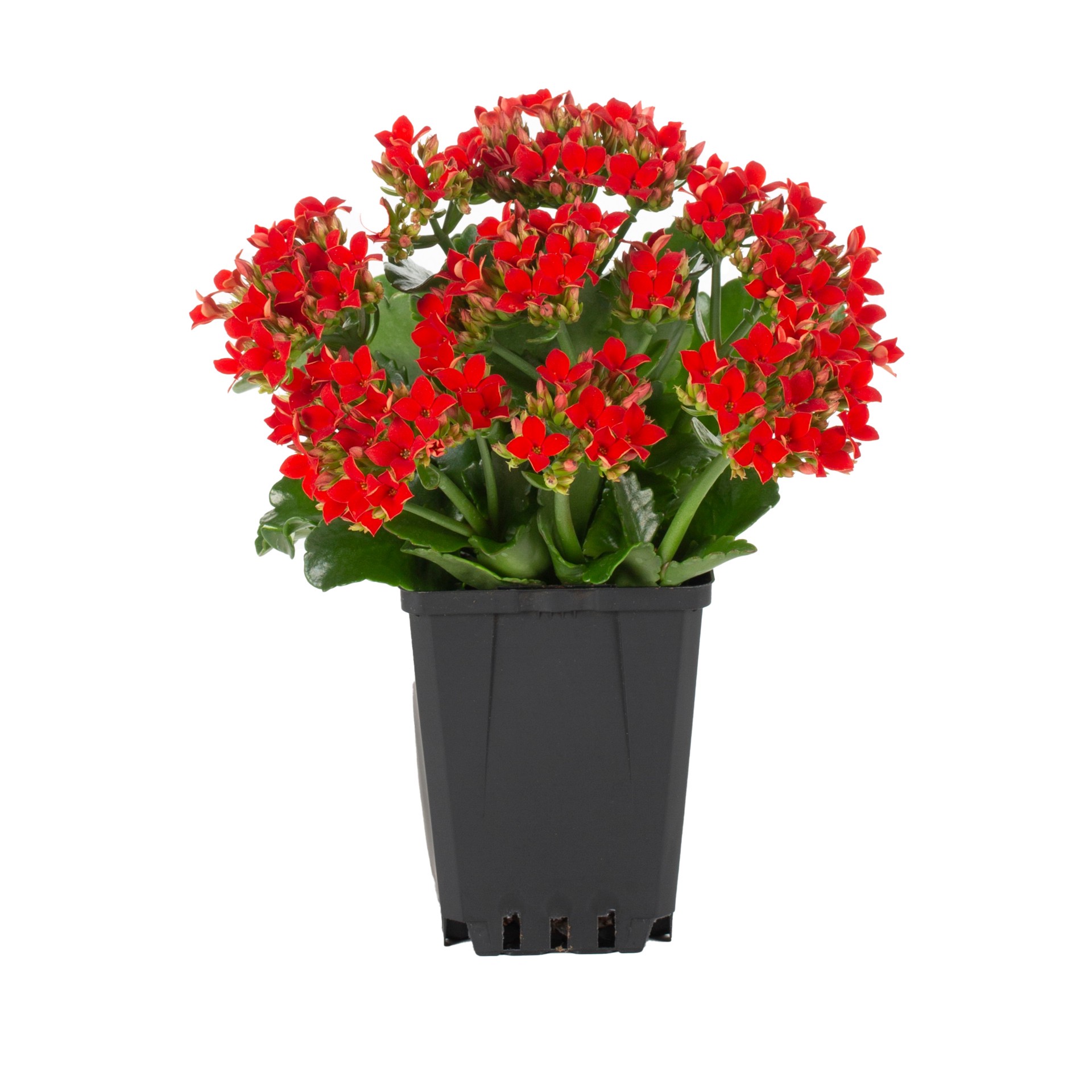 slide 1 of 3, Lowe's Multicolor Kalanchoe in 13-oz Pot, 1 ct