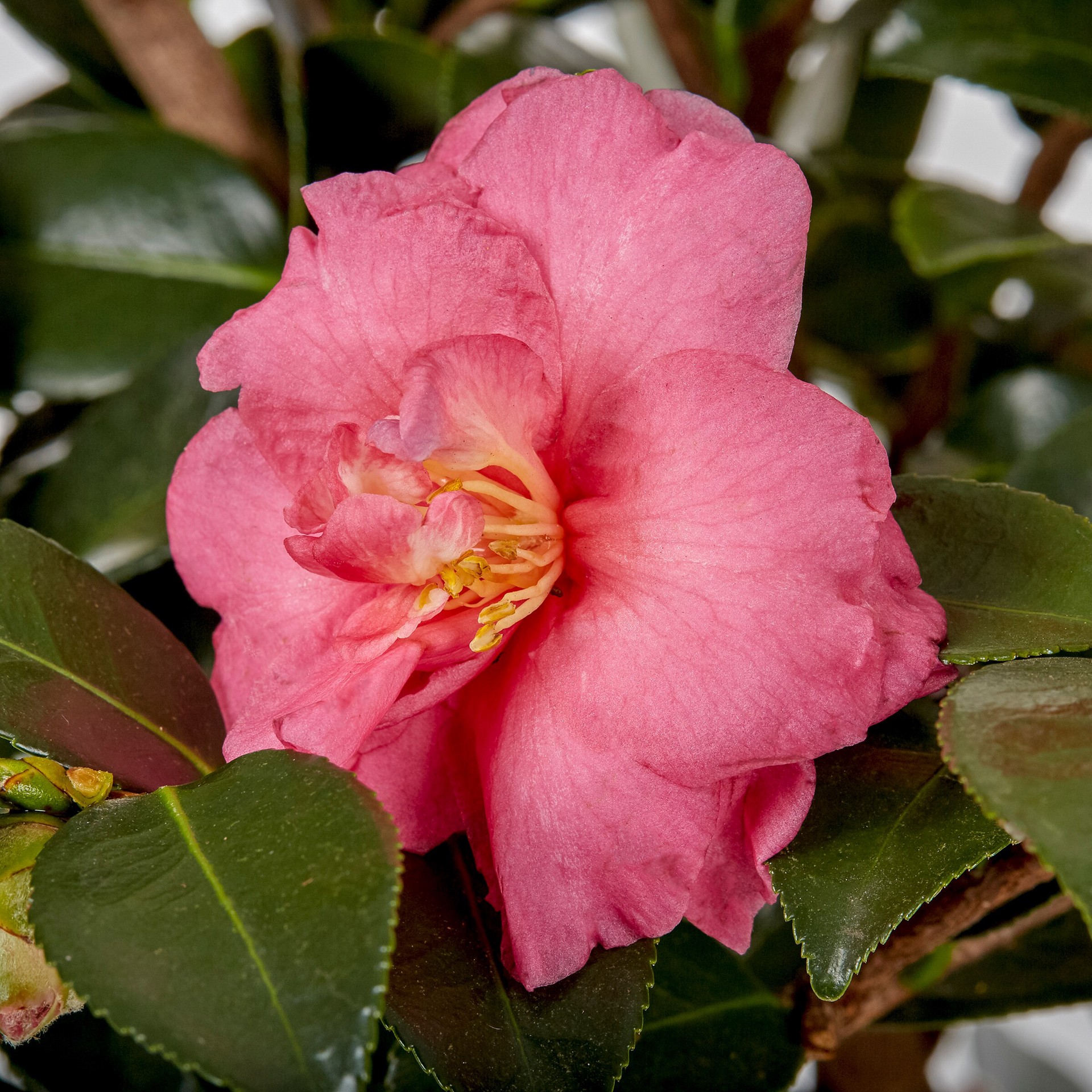 slide 2 of 2, Lowe's Multicolor Sasanqua Camellia Flowering Shrub in 2.25-Gallon (s) Pot, 1 ct