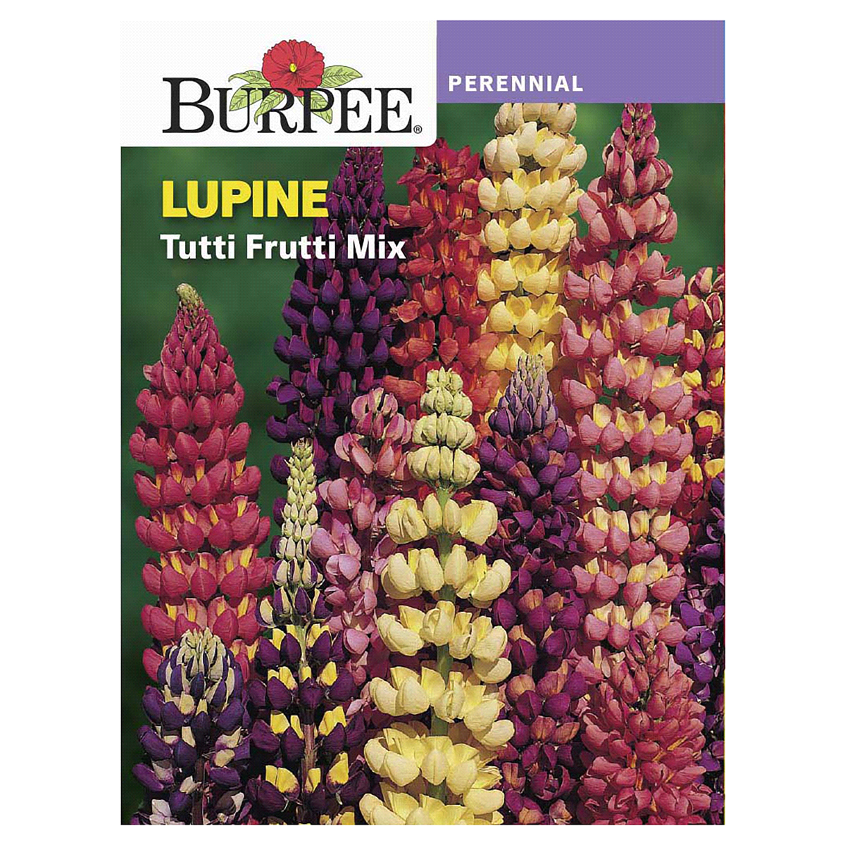 slide 1 of 5, Burpee Lupine Tutti-Fruitti Mix Perennial Seeds, 1 ct