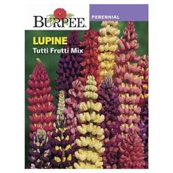 Burpee Lupine Tutti-Fruitti Mix Perennial Seeds