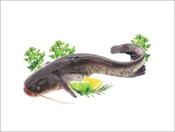 Fish-Whole Cat Fish