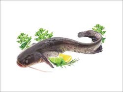 Fish-Whole Cat Fish