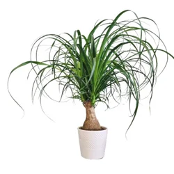 Premium Foliage (Assorted) in Ceramic Pot 5.5 Inch