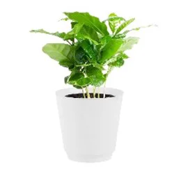 Westbrook 4 Inch Potted Mixed Foliage