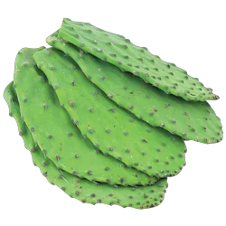 Cactus Leaves