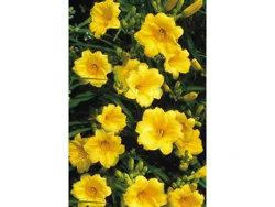 Hemerocallis (daylily)