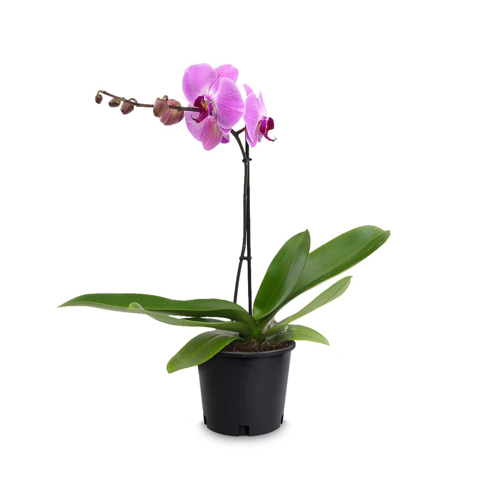 slide 1 of 4, Multicolor Phalaenopsis Moth Orchid House Plant in 1.5-Quart Pot, 1 ct