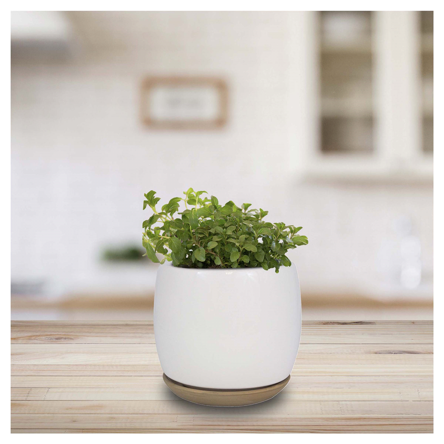 slide 2 of 2, Trendspot Ibiza Ceramic Planter, White, 6 in, 6 in