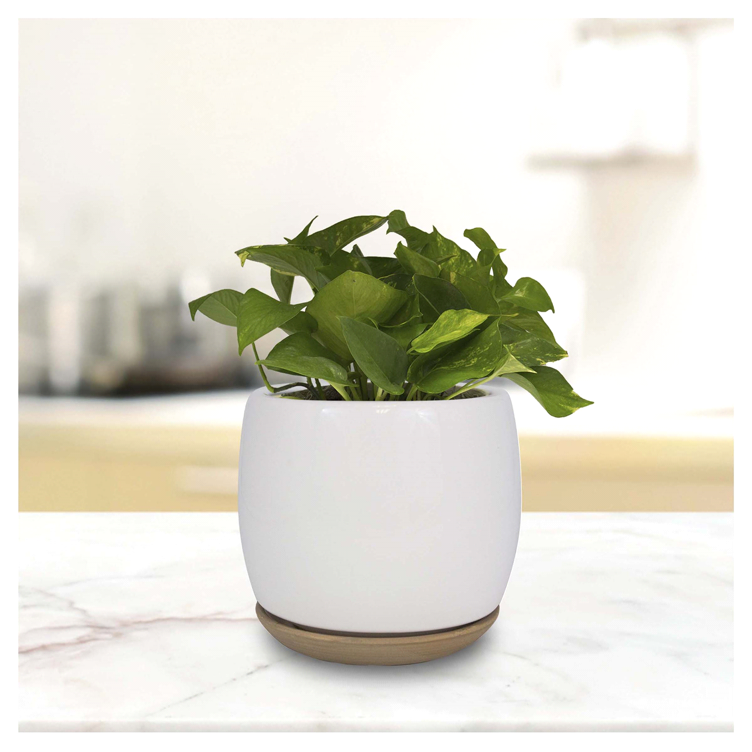 slide 2 of 2, Trendspot Ibiza Ceramic Planter, White, 8 in, 8 in