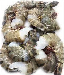 Colossal Tiger Shrimp 13/15