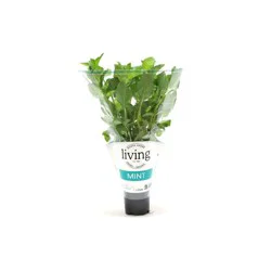 North Shore Living Herbs Mint 1 ea