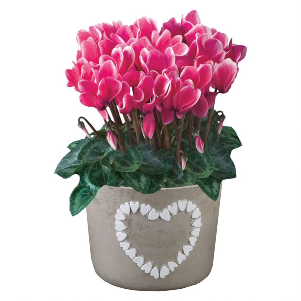 slide 1 of 1, Cyclamen Valentine's Day Ceramic Potted Plant, 4.5 in