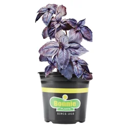 Bonnie Plants Purple Basil