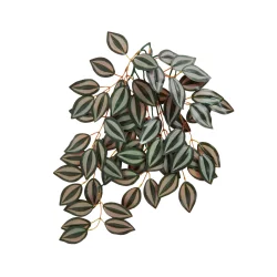 Thrive Hanging Vine Terrarium Plant