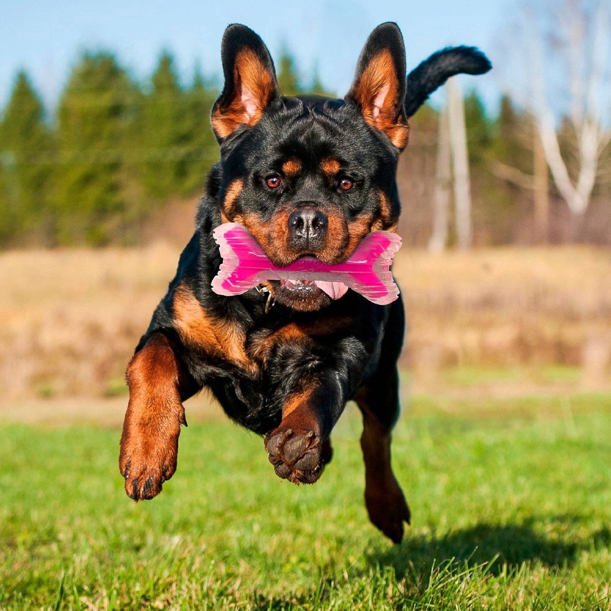 slide 9 of 21, Nerf 9" Bacon Super Scent Bone Solid Core Dog Toy - Clear Pink, 9 in