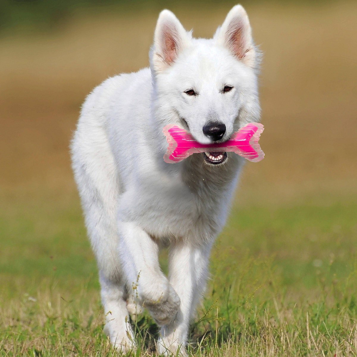 slide 21 of 21, Nerf 9" Bacon Super Scent Bone Solid Core Dog Toy - Clear Pink, 9 in