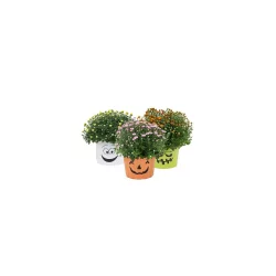 Cub 9" Decorative Mum, 1 Each