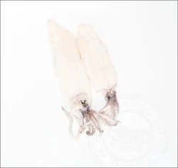 Cleaned Squid