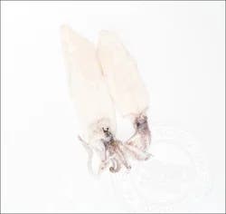 Cleaned Squid